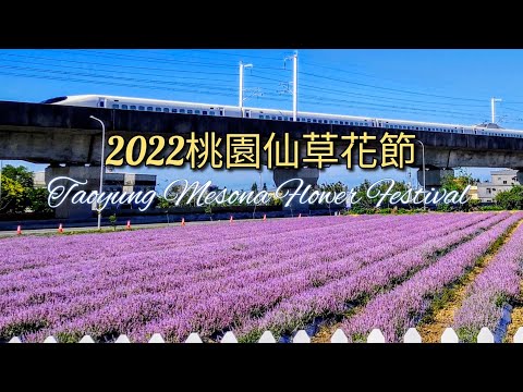 2022 桃園仙草花節 Taoyung Mesona Flower Festival 仙茶之舞