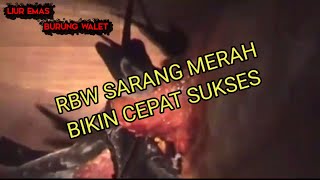 SARANG WALET MERAH di RBW