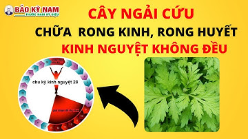 Cây Ngải cứu chữa rong kinh, kinh nguyệt không đều | Thông tin chính xác nhất
