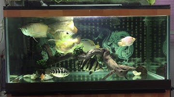 Bể cá rồng cộng đồng đẹp...!