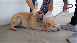 Atiende IBA 300 casos de maltrato, como el de "Gordita" en Cuautlancingo.