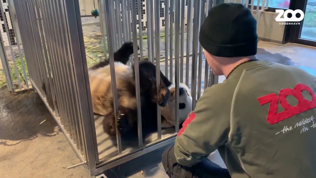 🐼 Hunpandaen træner mavenusseri 🐼