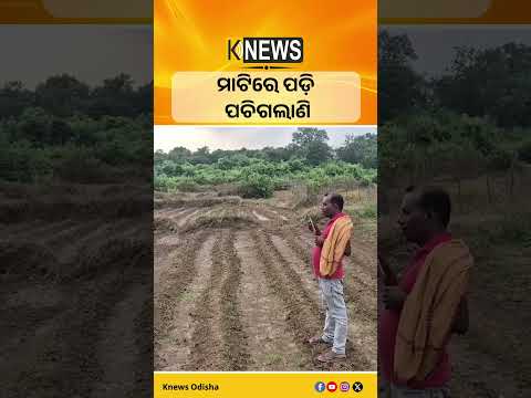 ସୋରଡ଼ା: ମାଟିରେ ପଡ଼ି ପଚିଗଲାଣି #knewsodisha
