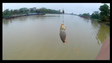 Câu cá chép sông cầu bắc ninh