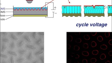 electro-mechano-chemically responsive elastomers