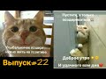 Смешные Котики и Собаки/Короткие Приколы/Выпуск№22