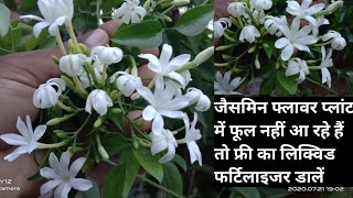 Agar jasmine flower vine mein flowering nahi a rahi hai tu yah fertilizer how to grow and care