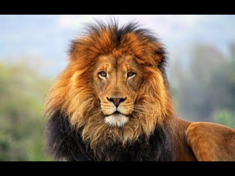 Rahel Yohannis Remix Ethiopia ራሔል ዮሐንስ ኢትዮዽያ