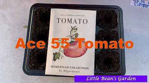 Jak velké jsou rostliny rajčat Ace 55?