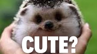 The 15 Fattest Animals Ever Seen – Incredible Stories of the Heaviest Creatures!