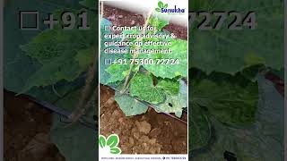 🦠 Green Mottle Virus Alert! #cropmanagement #cropprotection #agrishorts #shortsviral #agriculture