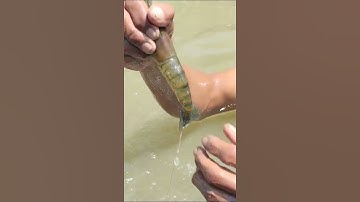 Tay không bắt Tôm Càng Lửa Miền Tây #shorts