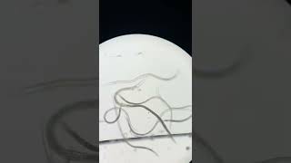 Hotdog Worms Debunked 🪱🔬 #microscope #hotdog #microscopy