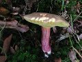 Caloboletus Calopus and Boletus Chrysenteron, The Bitter Beech Bolete and the Red Cracked Bolete