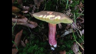 Caloboletus Calopus and Boletus Chrysenteron, The Bitter Beech Bolete and the Red Cracked Bolete