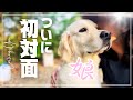 【娘と初対面】犬と暮らすと世界が広がる｜バッキバキに仕上がったコール｜50代夫婦とゴールデンレトリバーの暮らし