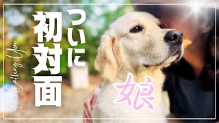 【娘と初対面】犬と暮らすと世界が広がるバッキバキに仕上がったコール50代夫婦とゴールデンレトリバーの暮らし