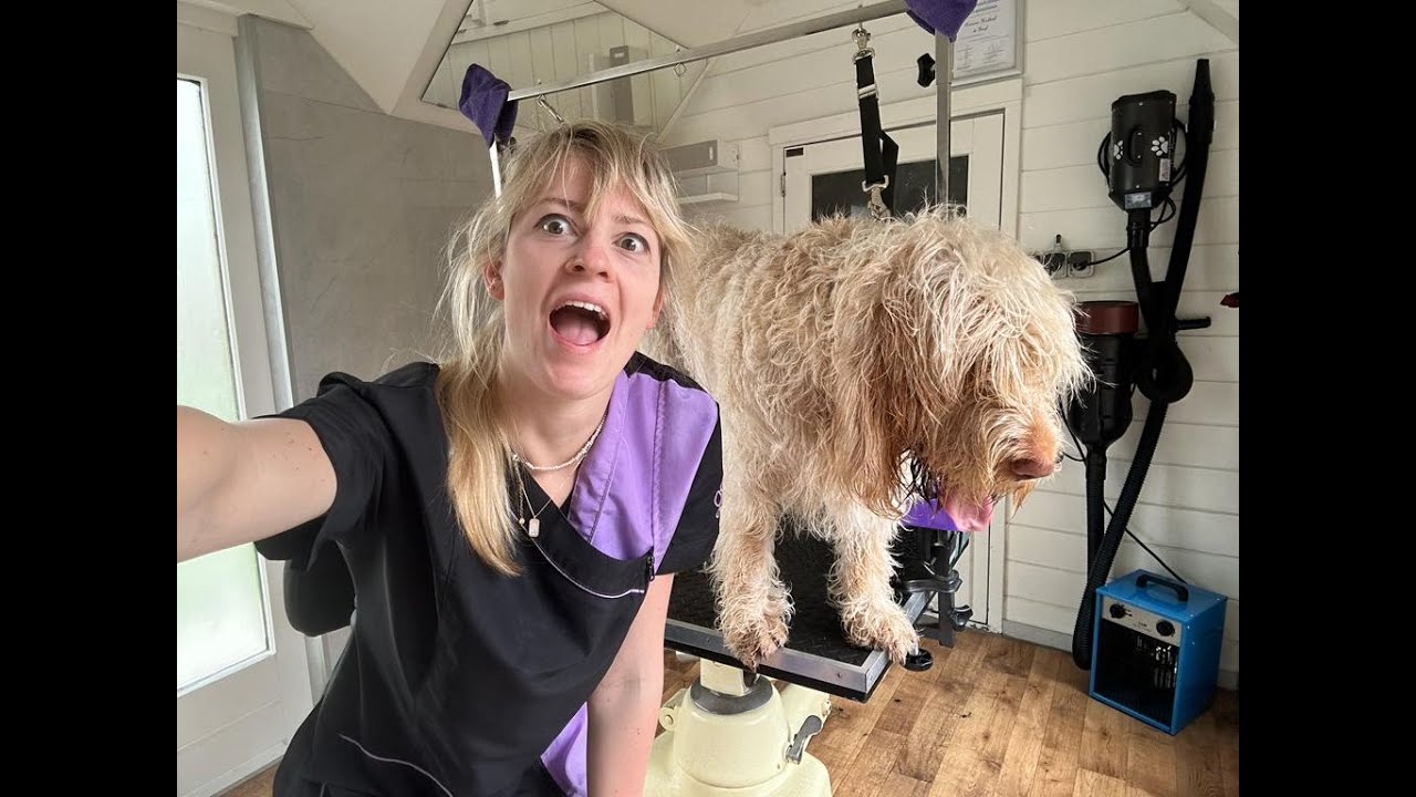 Gentle Giant MEGA groom