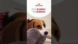 ¿Mi mascota puede tener alergias? #royalcanin