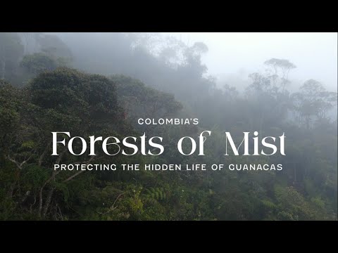 Colombia's Forests of Mist - Protecting the hidden life of Guanacas