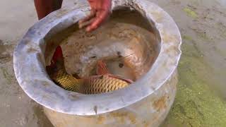 Amazing New Big Fish Catching By Hand | Traditional Big Fish Catch By Hand in River Mud Water