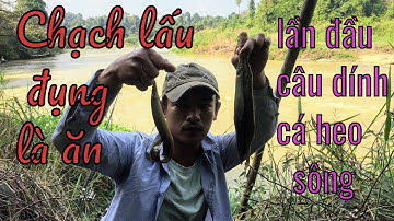 Câu Chạch Lấu- Cá Heo sông Thác Reo- Bình Thuận. Ngày cá Chạch ăn như lên đồng