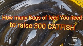 How many bags of feed you need to raise 300 catfish to 1kg and above #catfishfarm #fishing