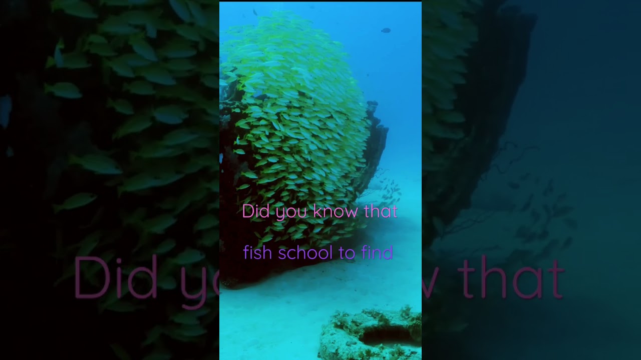 Beautiful school of fish! 😍 