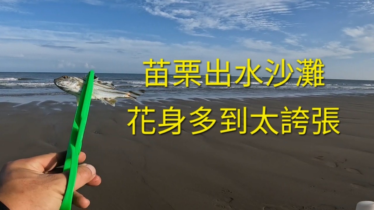 花身多到太誇張 苗栗出水沙灘2026/07/19 縮圖