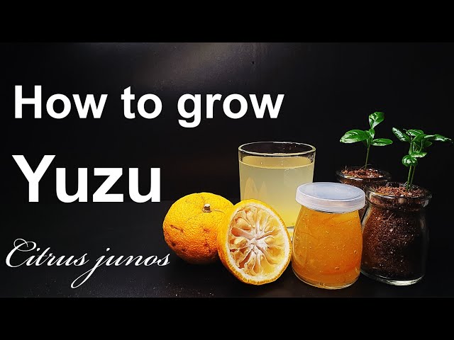 How to grow Yuzu from seed｜Korean citron Yuja｜How to grow #5 Yuzu｜Eng Sub class=