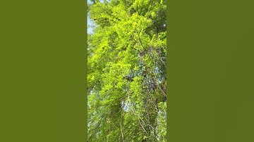 Epic’s Unreal Engine v5.2 supports Apple Silicon Mac - News #34720