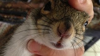 Squirt the Squirrel Grooms his Human