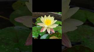 হলুদ শাপলা।। Waterlily #esc #nature #flowers #kutumbita26