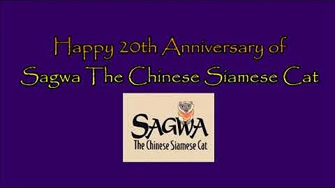 Happy 20th Anniversary of Sagwa The Chinese Siamese Cat