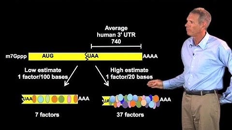 Functions of RNA-Binding Proteins - Roy Parker (Boulder/HHMI)
