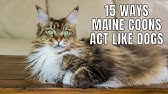 Maine Coon Cat Personality This Video Will Make You Want One Youtube Maine Coon Cat Personality This Video Will Make You Want One Youtube