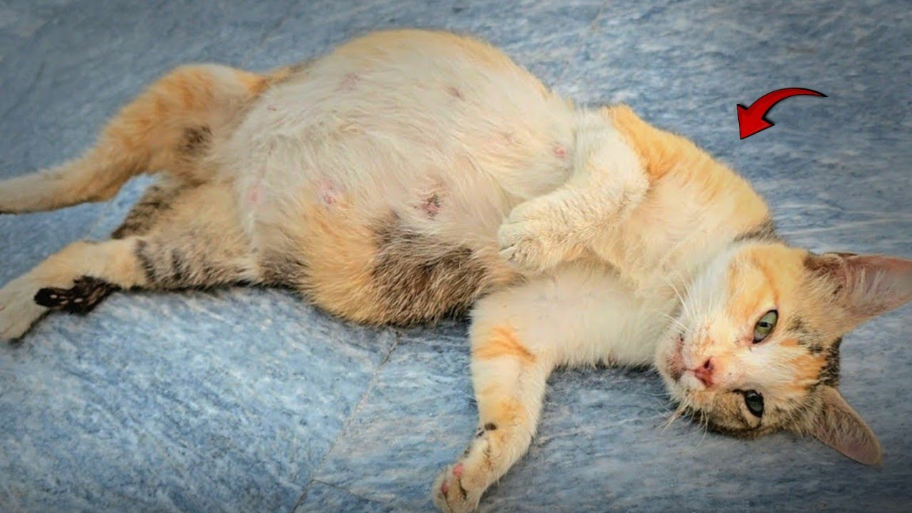 Mother Cat Gets a Safe Place for Her Little Newborn Kittens