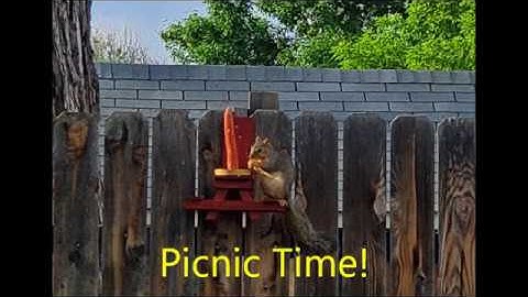 Squirrel Picnic Table Feeder