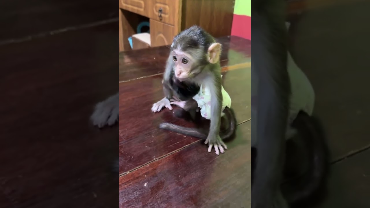 little monkey life🐒