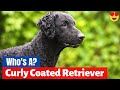Which Dog Breed is a Curly Coated Retriever? What's so special about them?