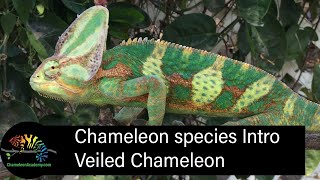 Veiled Chameleon Short Introduction