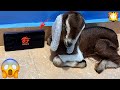 POWER OF GOAT PLAYING FREE FIRE⚡Naughty PET🥰