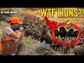 WTF LIONS?! US Huntress Spots a Pride Hidden in MILLIONS of Boars! [FULL 4K]