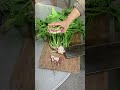 Cutting muddy spinach roots cleanly with a sharp knife! 🥬🔪 #farmlife #farming #agriculture