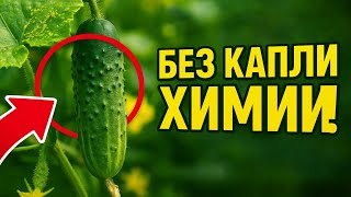 🥒 8 Секретов Идеальных Огурцов: Как Защитить от Вредителей и Болезней БЕЗ Капли Химии!