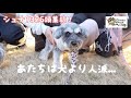 【シュナウザーキングダム2025】コミュ障シュナがシュナまみれの場所に行ってみたら...