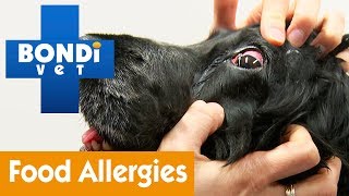 How To Help Your Your Pet With Food Allergies | Pet Health