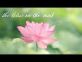 【泥中の花】the lotus in the mud