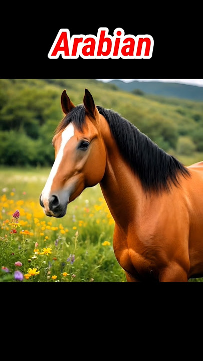Arabian Horse || The Most Beautiful Horse in the World #4 #shorts #arabianhorse #horse