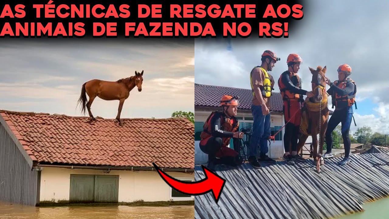 VEJA COMO É FEITO O RESGATE DE ANIMAIS DE FAZENDA NO SUL!